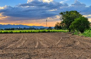 La promesa de un marrón que no será verde… ¡El arroz dominicano ante el poder del Norte!